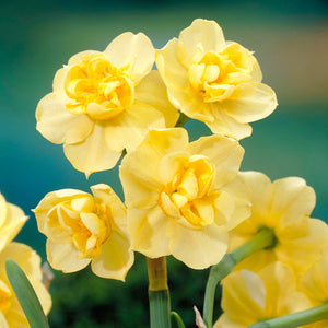 DAFFODIL DOUBLE YELLOW CHEERFULNESS 5PK