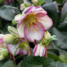 Load image into Gallery viewer, HELLEBORUS GLANDORFENSIS ICE N ROSES PICOTEE 2.4L
