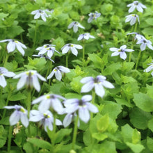 Load image into Gallery viewer, ISOTOMA FLUVIATILIS BLUE STAR CREEPER 1.0L
