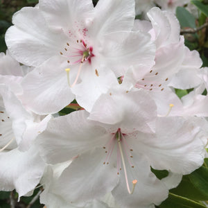 RHODODENDRON WHITE PEARL 6.0L