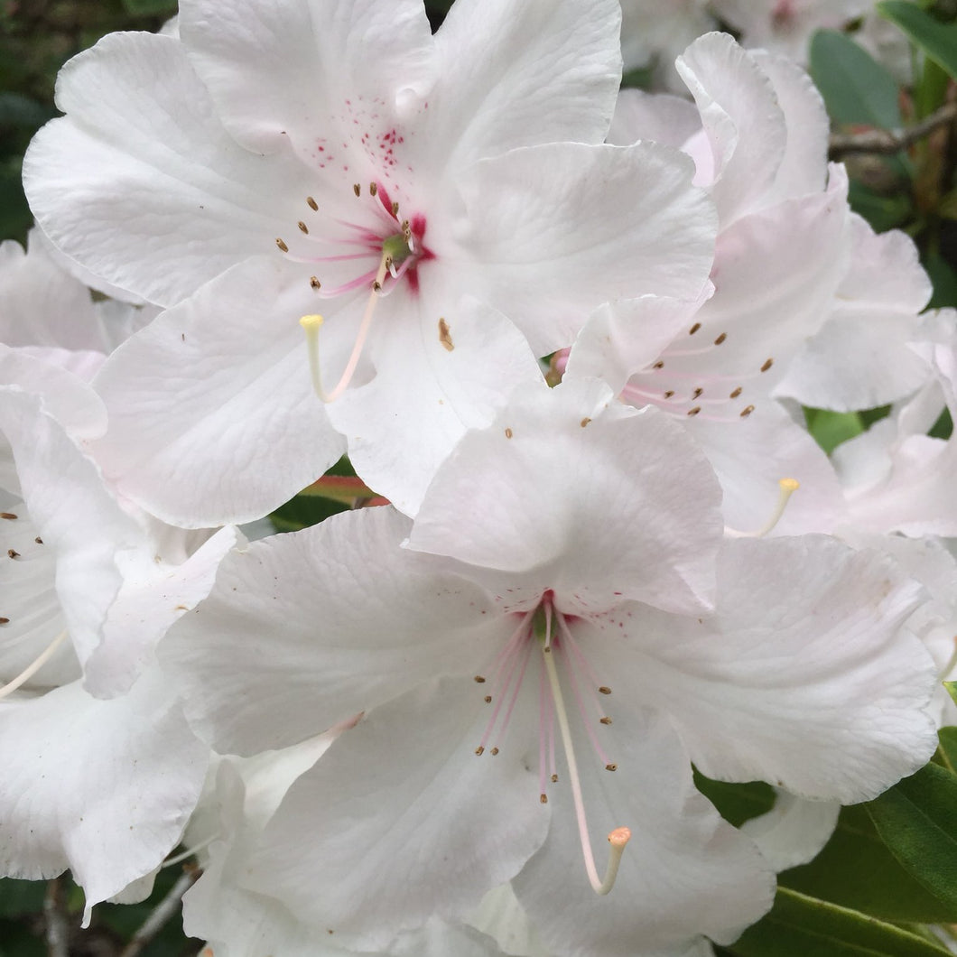 RHODODENDRON WHITE PEARL 6.0L