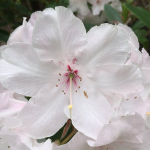 RHODODENDRON WHITE PEARL 6.0L