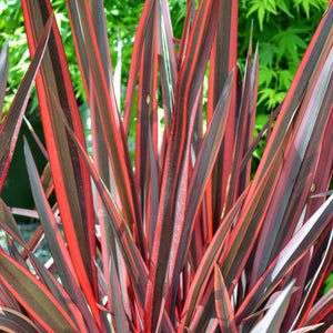 PHORMIUM GUARDSMAN 3.3L