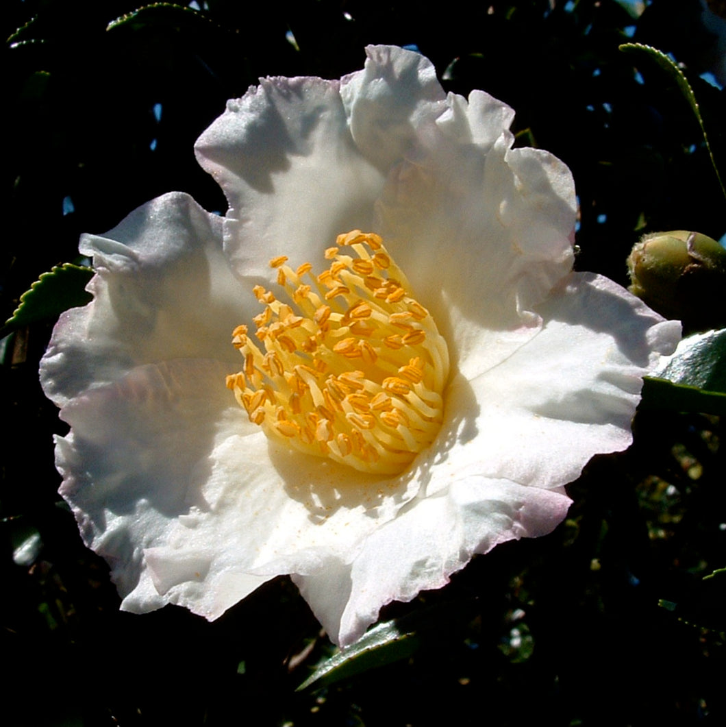 CAMELLIA SASANQUA SETSUGEKKA 4.0L