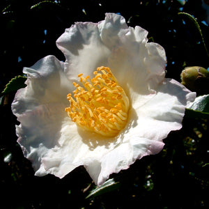 CAMELLIA SASANQUA SETSUGEKKA 3.5L