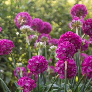 ARMERIA DREAMERIA DREAM WEAVER 1.5L