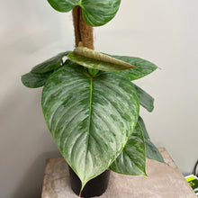 Load image into Gallery viewer, PHILODENDRON SODIROI 17CM
