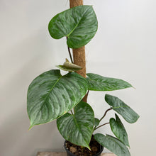 Load image into Gallery viewer, PHILODENDRON SODIROI 17CM
