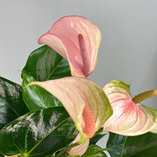 Load image into Gallery viewer, ANTHURIUM JOLI PULSE 14CM
