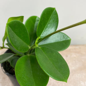 HOYA AUSTRALIS 12CM