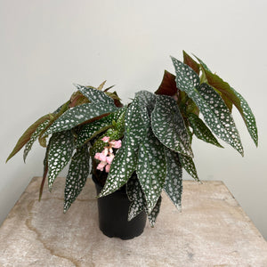 BEGONIA HOTSPOT 12CM