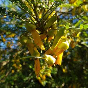 SOPHORA DRAGONS GOLD 2.5L