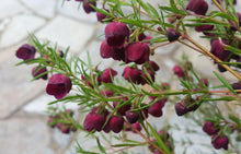 Load image into Gallery viewer, BORONIA HYBRID PURPLE JARED 3.5L
