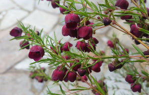 BORONIA HYBRID PURPLE JARED 3.5L