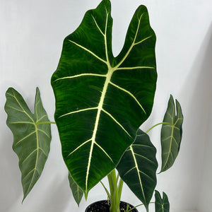 ALOCASIA FRYDEK 17CM