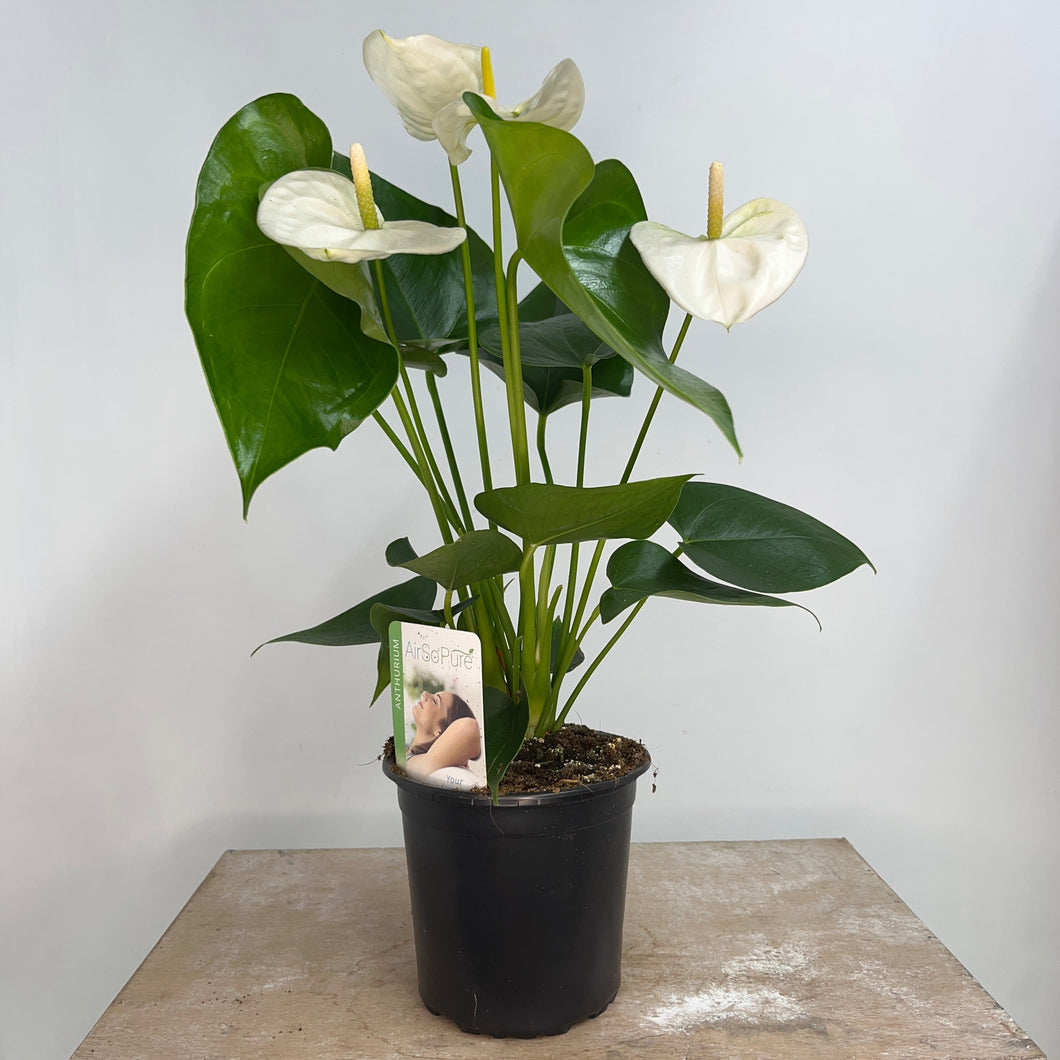 ANTHURIUM SAMORA WHITE 12CM