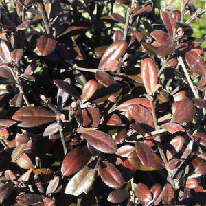 COROKIA FROSTED CHOCOLATE 3.0L