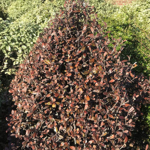 COROKIA FROSTED CHOCOLATE 3.0L