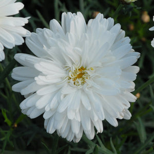 ARGYRANTHEMUM PURITY 17CM