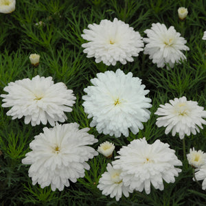 ARGYRANTHEMUM PURITY 17CM