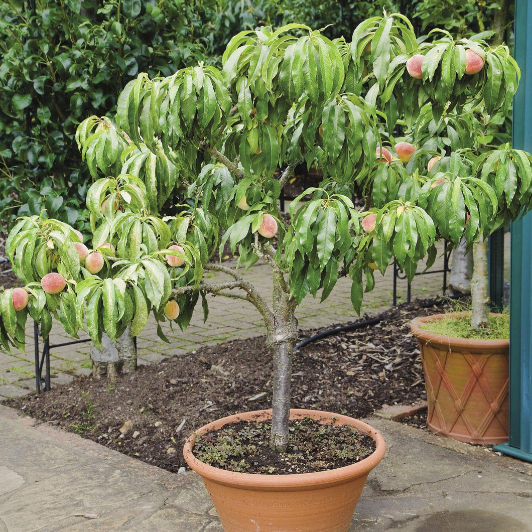 PEACH DWARF BONANZA 60CM STANDARD 6.0L