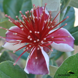 FEIJOA ANTOINETTE 6.0L