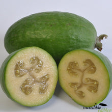 Load image into Gallery viewer, FEIJOA ANTOINETTE 6.0L
