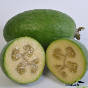 FEIJOA ANTOINETTE 6.0L