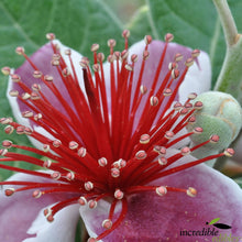 Load image into Gallery viewer, FEIJOA POUNAMU 3.0L
