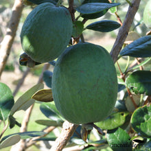 Load image into Gallery viewer, FEIJOA POUNAMU 6.0L
