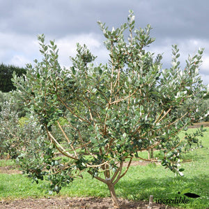 FEIJOA POUNAMU 6.0L