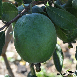 FEIJOA POUNAMU 6.0L