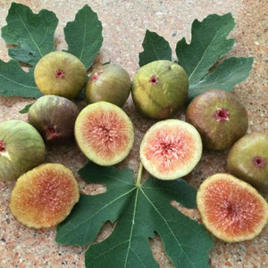 FIG PRESTON PROLIFIC 6.0L