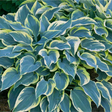 Load image into Gallery viewer, HOSTA FIRST FROST 2.0L
