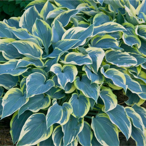 HOSTA FIRST FROST 2.0L