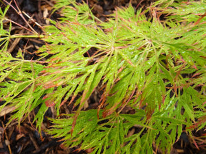 ACER DISSECTUM FLAVESCENS TOPIARY GRADE