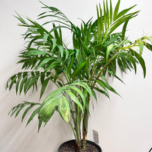 Load image into Gallery viewer, CHAMAEDOREA ELEGANS PARLOUR PALM 6.0L
