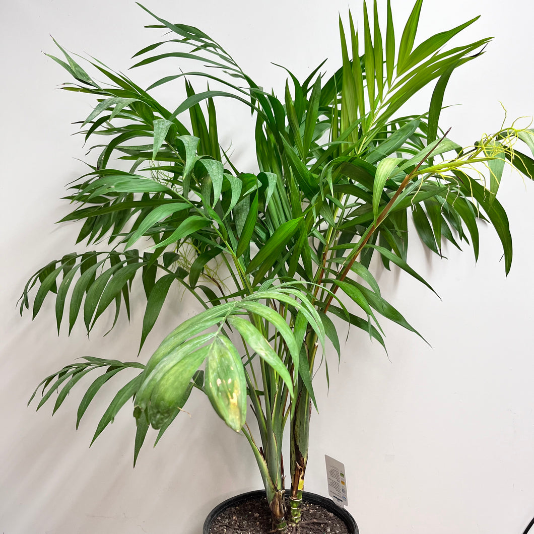 CHAMAEDOREA ELEGANS PARLOUR PALM 6.0L