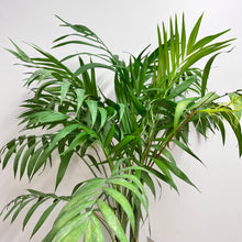 Load image into Gallery viewer, CHAMAEDOREA ELEGANS PARLOUR PALM 6.0L
