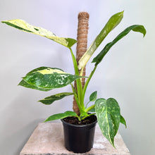 Load image into Gallery viewer, PHILODENDRON JOSE BUONO 14CM
