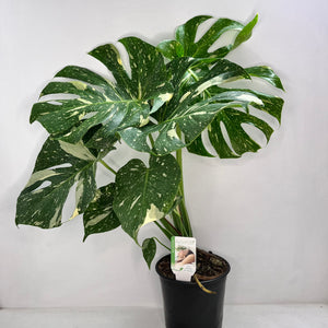 MONSTERA THAI CONSTELLATION 17CM