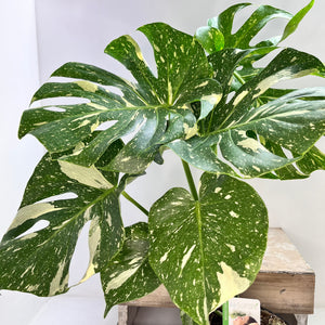 MONSTERA THAI CONSTELLATION 17CM