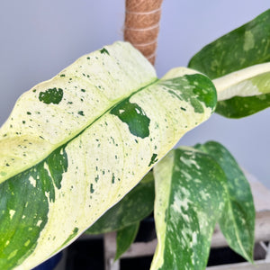 PHILODENDRON JOSE BUONO 14CM