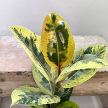 Load image into Gallery viewer, FICUS SHIVEREANA 12CM
