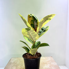 Load image into Gallery viewer, FICUS SHIVEREANA 12CM
