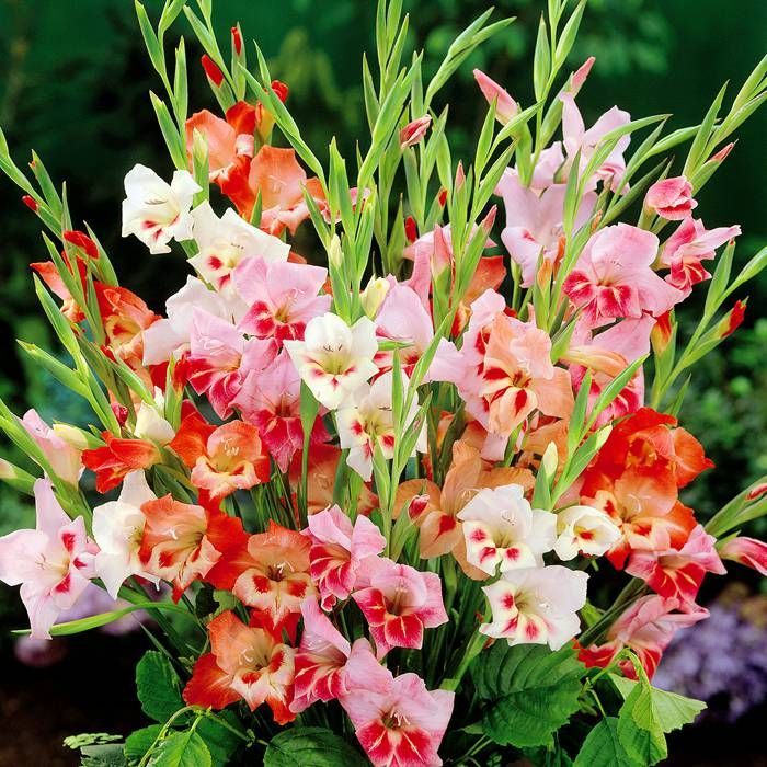 GLADIOLI NANUS MIXED 7PK