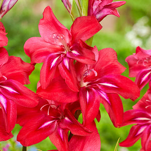 GLADIOLI NANUS ROBINETTA 7PK