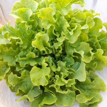 Load image into Gallery viewer, LETTUCE GREEN OAKLEAF HEIRLOOM SEED
