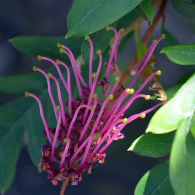 GREVILLEA FANFARE 2.5L