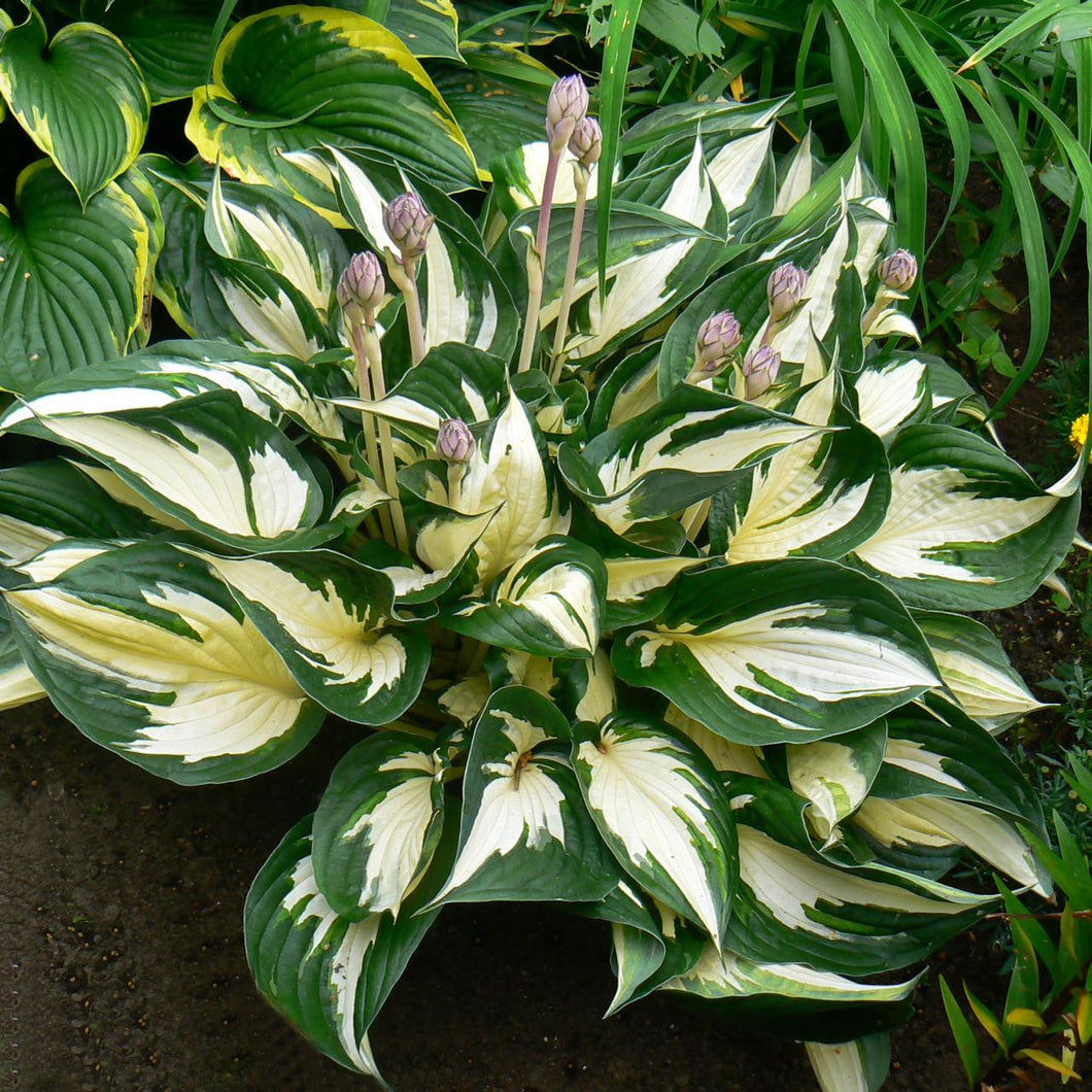 HOSTA FIRE & ICE 2.4L